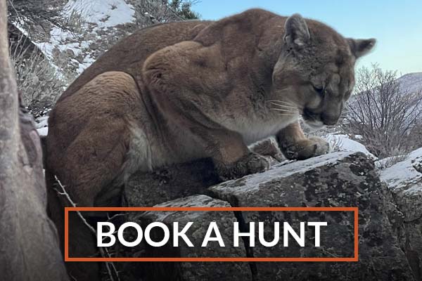 Book A Hunt Book A Hunt With Notellum Outfitters